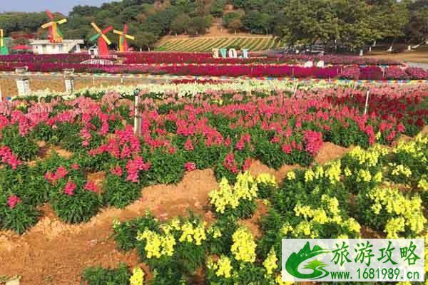 东莞梦幻百花洲地址 赏花时间