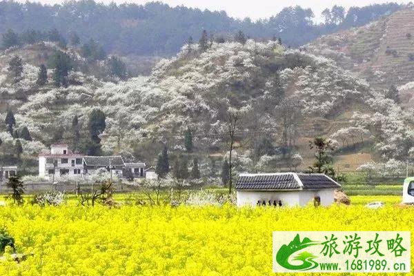 全国油菜花哪里最好看和花期介绍