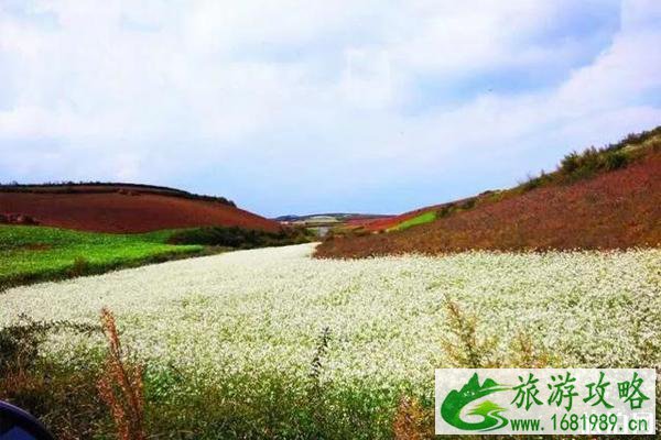 全国油菜花哪里最好看和花期介绍