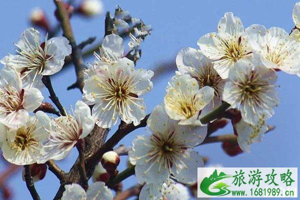 苏州香雪海景区赏花 门票-交通-景区介绍