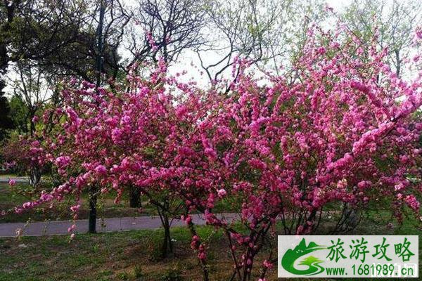 春季平顶山赏花的景点推荐