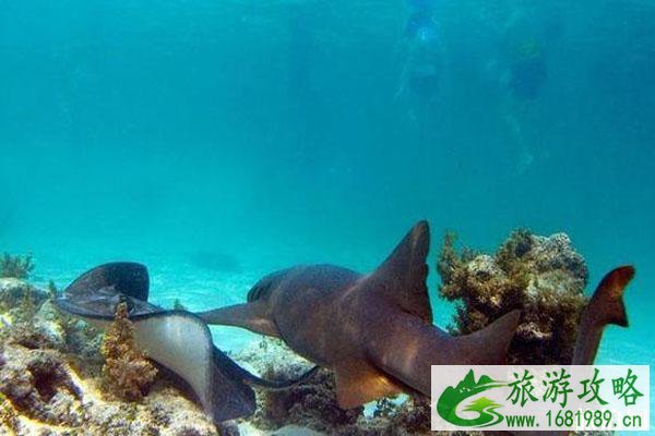 迈阿密海洋水族馆攻略