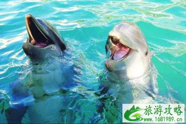 迈阿密海洋水族馆攻略