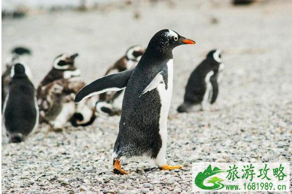 迈阿密海洋水族馆攻略