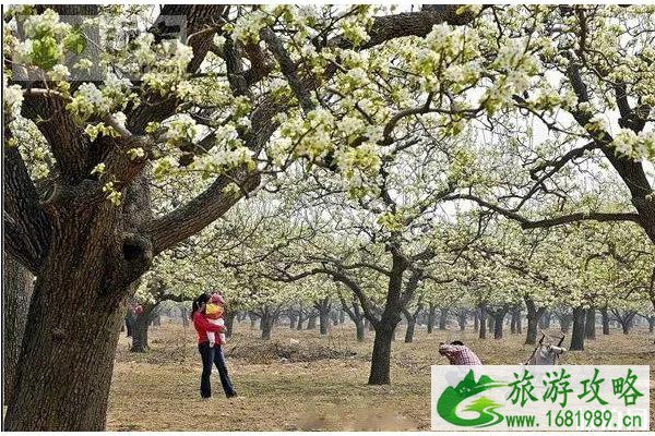 北京房山春季旅游赏花攻略