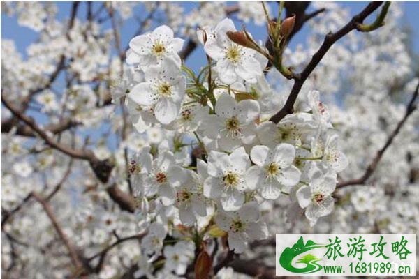 赵县梨花赏花地点 梨花最佳观赏时间