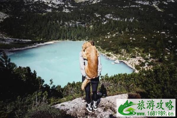 宠物旅游指南 带宠物可以坐高铁吗 带宠物上飞机需要什么手续