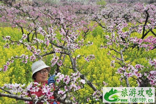 江阴红豆村百花园门票价格