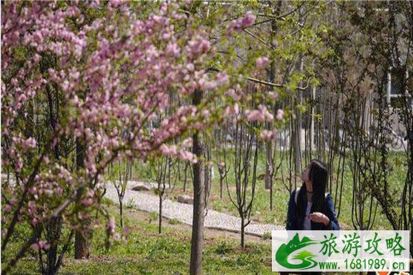 石家庄春季赏花哪里好