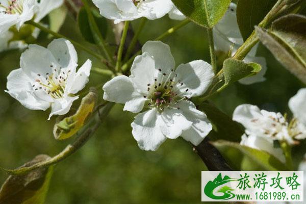 石家庄春季赏花哪里好