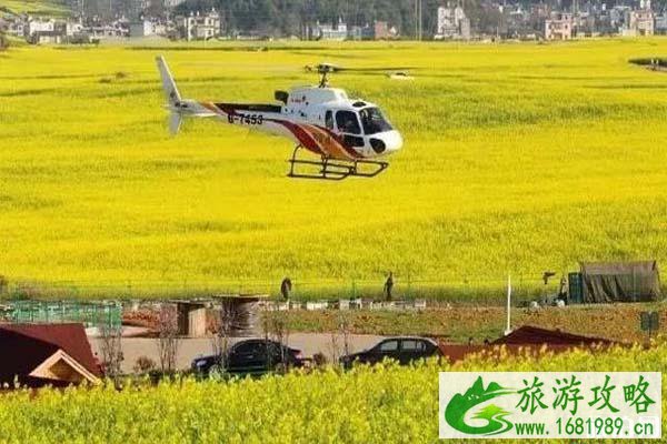 赣州冷杉良田花海影视基地油菜花观赏 附油菜花节时间