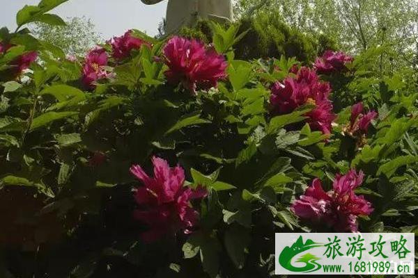 春季陕西赏花景点攻略