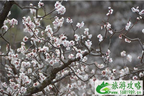 山东济宁春季赏花哪里好