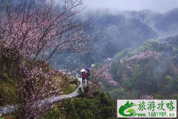 安徽春季赏花小众景点推荐