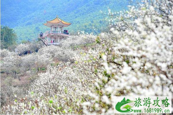 在广州哪里可以看梅花 门票和地址和交通