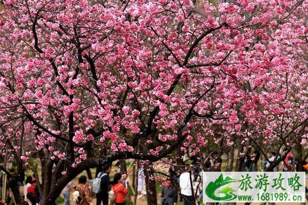 昆明动物园冬樱花什么时候开放 观赏地点-持续时间