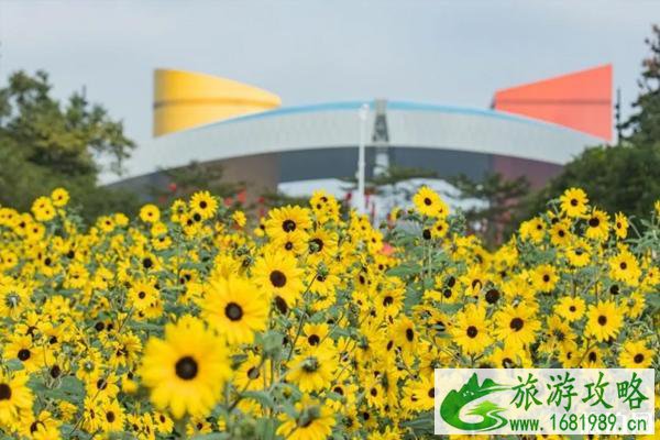 2020年深圳市民中心向日葵地址和最佳观赏花时间