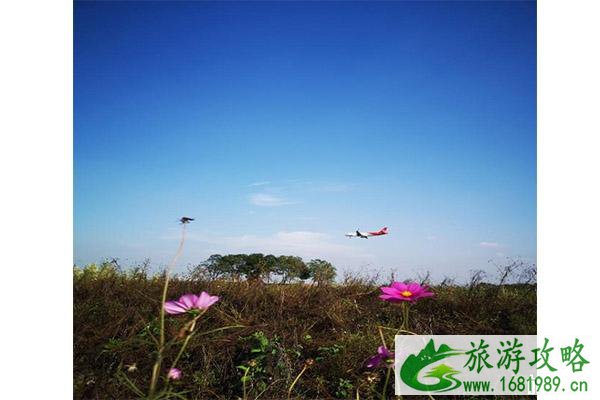 双流空港花田郁金香花节1月25日开启 持续时间-花节内容