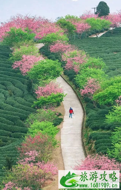 一二月份旅行应该去哪里