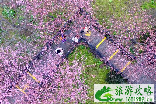 2020年东莞虎门鹅夷山樱花节活动什么时候举行