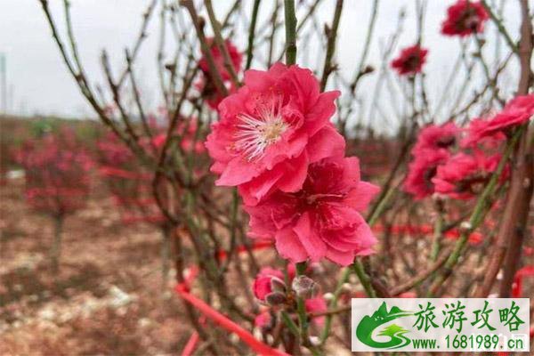 顺德勒流连杜桃花节什么时候举办 附2020年连社桃花节1月11日开启信息