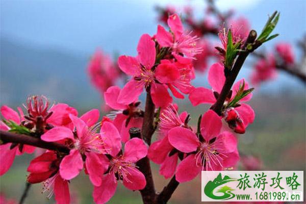 顺德勒流连杜桃花节什么时候举办 附2020年连社桃花节1月11日开启信息