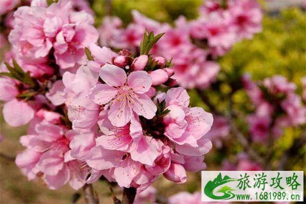 顺德勒流连杜桃花节什么时候举办 附2020年连社桃花节1月11日开启信息