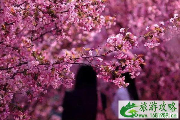 2020广州花都九龙湖樱花节时间