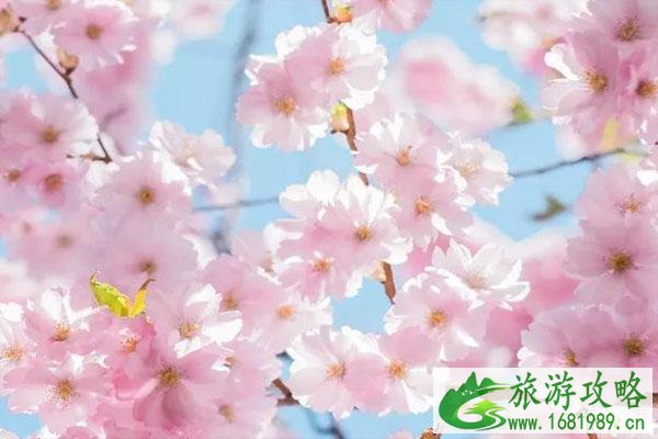 2020广州花都九龙湖樱花节时间