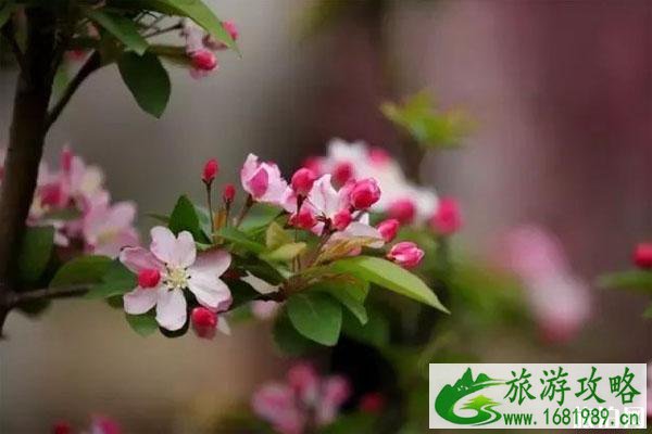 2020广州花都九龙湖樱花节时间