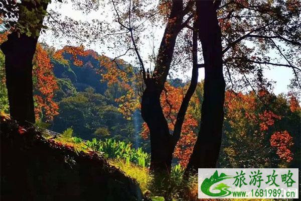 石门国家森林公园红叶观赏节什么时候 附红叶最佳观赏时间