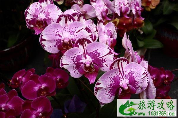 2020广州越秀区迎春花市时间+地点+门票+交通指南 2020广州越秀区迎春花市时间+地点+门票+交通指南
