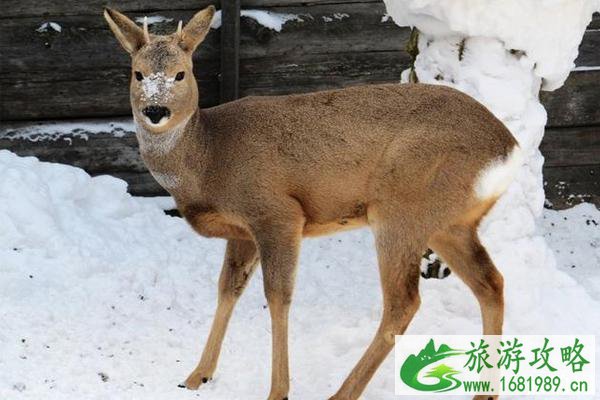 2020雪乡必玩项目 雪乡旅游注意事项