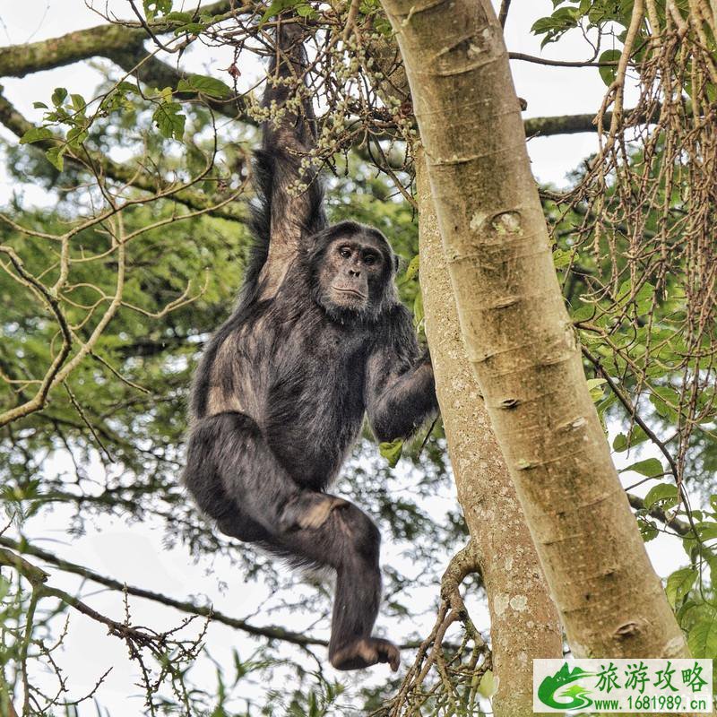 卢旺达旅游景点推荐 卢旺达著名旅游景点