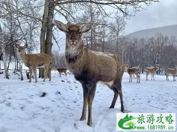 阿尔山风景区图片 阿尔山风景区照片欣赏