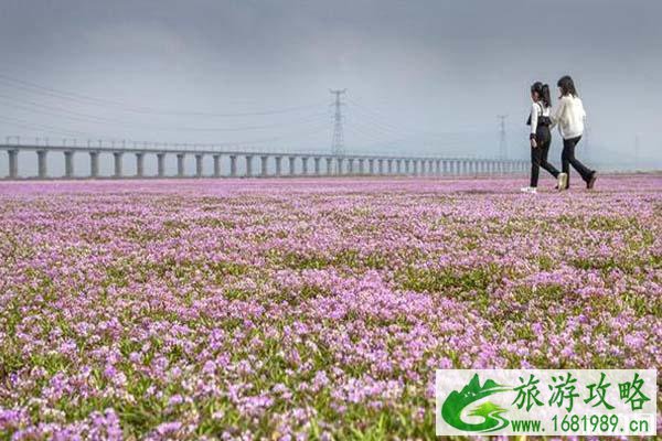 九江鄱阳湖花海攻略