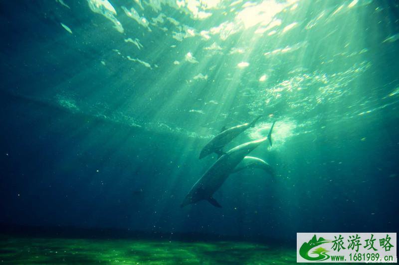 品川水族馆游玩攻略 品川水族馆有什么好玩的项目