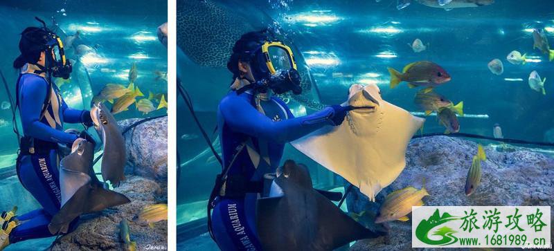 品川水族馆游玩攻略 品川水族馆有什么好玩的项目