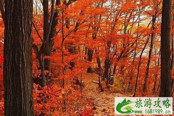 2022南京赏秋攻略 南京秋天两日游攻略 2022南京赏秋攻略 南京秋天两日游攻略