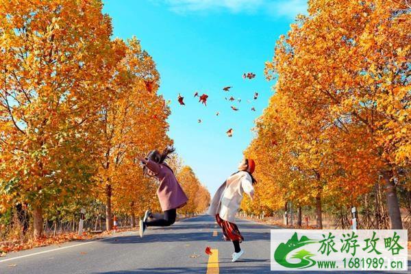 2022南京赏秋攻略 南京秋天两日游攻略 2022南京赏秋攻略 南京秋天两日游攻略