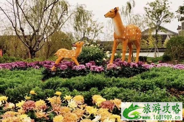 2022宁波植物园菊花展时间+地点+介绍