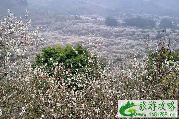 广东冬天有什么花开 广东冬天去哪里赏花