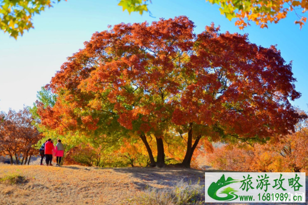 北京看枫叶的最佳地点 北京赏枫门票多少钱