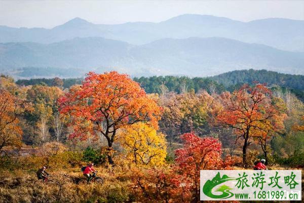 北京凤凰岭红叶最佳观赏时间 北京凤凰岭红叶观赏路线