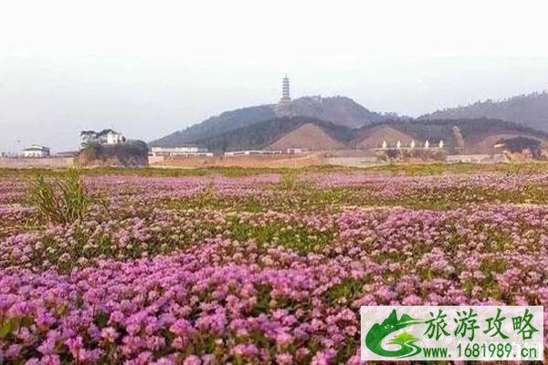 2022鄱阳湖蓼子花什么时间开花 鄱阳湖蓼子花海具体位置整理