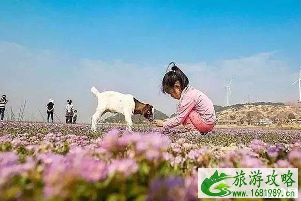 2022鄱阳湖蓼子花什么时间开花 鄱阳湖蓼子花海具体位置整理