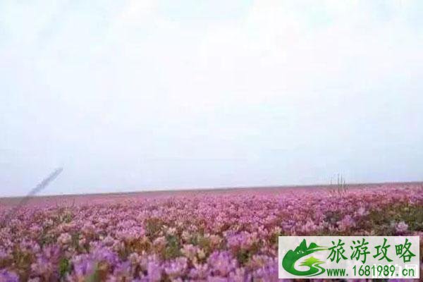 2022鄱阳湖蓼子花什么时间开花 鄱阳湖蓼子花海具体位置整理