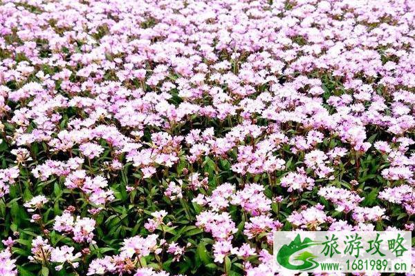 2022鄱阳湖蓼子花什么时间开花 鄱阳湖蓼子花海具体位置整理