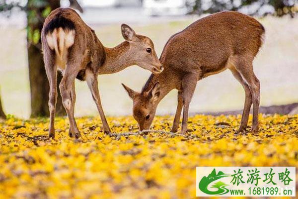 11月奈良还有鹿吗 奈良秋天怎么样