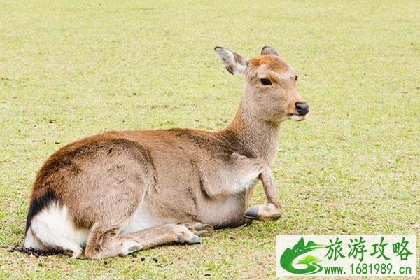 11月奈良还有鹿吗 奈良秋天怎么样